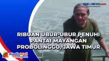 Ribuan Ubur-Ubur Penuhi Pantai Mayangan Probolinggo, Jawa Timur