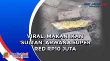 Viral, Makan Ikan Sultan Arwana Super Red Rp10 Juta