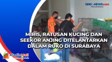 Miris, Ratusan Kucing dan Seekor Anjing Ditelantarkan dalam Ruko di Surabaya