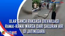 Ular Sanca Raksasa Dievakuasi Ramai-ramai Warga dari Saluran Air di Jatinegara