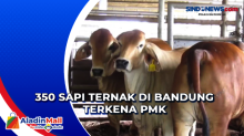 350 Sapi Ternak di Bandung Terkena PMK