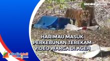 Harimau Masuk Perkebunan Terekam Video Warga di Aceh