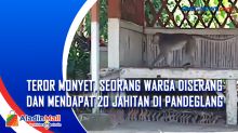 Teror Monyet, Seorang Warga Diserang dan Mendapat 20 Jahitan di Pandeglang