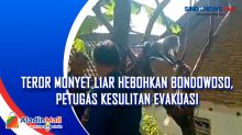 Teror Monyet Liar Hebohkan Bondowoso, Petugas Kesulitan Evakuasi