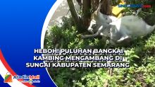 Heboh! Puluhan Bangkai Kambing Mengambang di Sungai Kabupaten Semarang