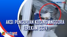 Aksi Pencurian Kucing Anggora Terekam CCTV