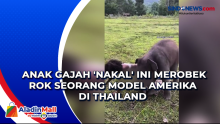 Anak Gajah Nakal Ini Merobek Rok Seorang Model Amerika di Thailand