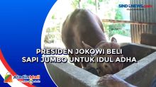 Presiden Jokowi Beli Sapi Jumbo untuk Idul Adha