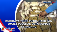 Budidaya Tikus Putih, Hasilkan Omzet Puluhan Juta Rupiah di Padang