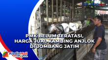 PMK Belum Teratasi, Harga Jual Kambing Anjlok di Jombang Jatim