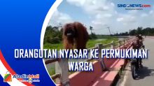 Orangutan Nyasar ke Permukiman Warga
