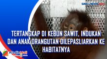 Tertangkap di Kebun Sawit, Indukan dan Anak Orangutan Dilepasliarkan ke Habitatnya