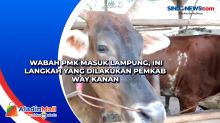 Wabah PMK Masuk Lampung, Ini Langkah yang Dilakukan Pemkab Way Kanan