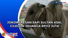 Jokowi Pesan Sapi Sultan Asal Cilegon Seharga Rp112 Juta