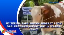 JIC Terima Sapi Limosin Seberat 1 Ton dari Presiden Jokowi untuk Warga Jakut