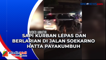 Sapi Kurban Lepas dan Berlarian di Jalan Soekarno Hatta Payakumbuh
