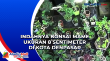 Indahnya Bonsai Mame Ukuran 8 Sentimeter di Kota Denpasar