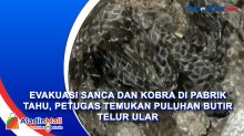 Evakuasi Sanca dan Kobra di Pabrik Tahu, Petugas Temukan Puluhan Butir Telur Ular