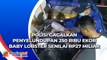 Polisi Gagalkan Penyelundupan 250 Ribu Ekor Baby Lobster Senilai Rp27 Miliar