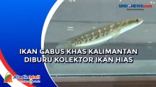 Ikan Gabus Khas Kalimantan Diburu Kolektor Ikan Hias