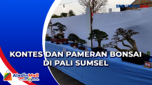 Kontes dan Pameran Bonsai di Pali Sumsel