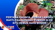 Pertama Kalinya, Bunga Langka Rafflesia Arnoldi Tumbuh di Ex Situ Kebun Raya Bogor