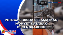 Petugas BKSDA Selamatkan Monyet Katarak di Cengkareng