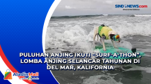Puluhan Anjing Ikuti Surf-a-Thon, Lomba Anjing Selancar Tahunan di Del Mar, Kalifornia