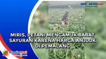 Miris, Petani Mengamuk Babat Sayuran karena Harga Anjlok di Pemalang