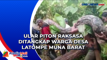 Ular Piton Raksasa Ditangkap Warga Desa Latompe Muna Barat