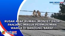 Rusak Atap Rumah, Monyet Ekor Panjang Masuk Permukiman Warga di Bandung Barat