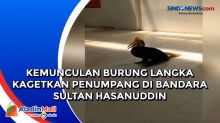 Kemunculan Burung Langka Kagetkan Penumpang di Bandara Sultan Hasanuddin