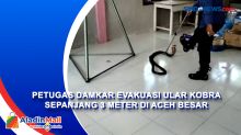 Petugas Damkar Evakuasi Ular Kobra Sepanjang 3 Meter di Aceh Besar