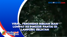 Viral, Fenomena Ribuan Ikan Lompat ke Pinggir Pantai di Lampung Selatan