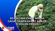 30 Hektare Cabai Merah Gagal Panen Akibat Banjir di Kulon Progo