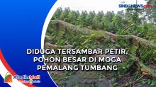 Diduga Tersambar Petir, Pohon Besar di Moga Pemalang Tumbang