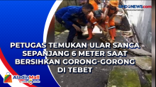 Petugas Temukan Ular Sanca Sepanjang 6 Meter saat Bersihkan Gorong-gorong di Tebet