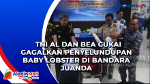 TNI AL dan Bea Cukai Gagalkan Penyelundupan Baby Lobster di Bandara Juanda