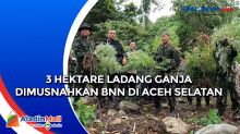 3 Hektare Ladang Ganja Dimusnahkan BNN di Aceh Selatan