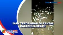 Ribuan Ikan Terdampar di Pantai Palabuhanratu, Warga Heboh Berebut