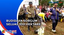 Solok Selatan Budidaya 300 Hektare Sorgum untuk Tahap Awal