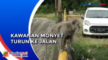 Mencari Makan, Ratusan Monyet Turun ke Jalan Menuju Waduk Saguling