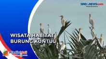 Menelusuri Wisata Mangrove Habitat Burung Kuntul Kota Padang