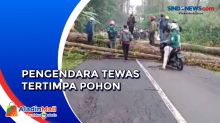 Pengendara Motor Tewas Tertimpa Pohon di Cikidang Sukabumi