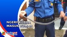 Ngeri! Petugas Evakuasi Kobra Masuk Rumah di Kota Cirebon