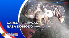 Unik, Mengenal Biawak Jumbo Sebesar Komodo