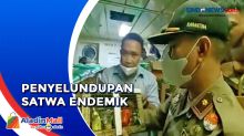 Penyelundupan Puluhan Satwa Endemik Papua Digagalkan BKSDA di Sorong