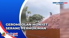 Gerombolan Monyet Liar Muncul di Permukiman Warga Bandung