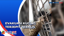 Kucing Terjepit Teralis di Rawamangun, Begini Aksi Damkar Mengevakuasi