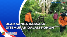 Ular Sanca Raksasa Sembunyi dalam Rongga Pohon di Belitung Timur, Begini Penampakannya
